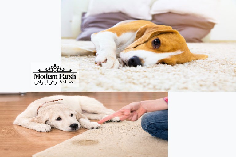 فرش مناسب حیوانات خانگی